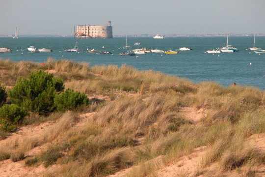 PLAGEBOYARD