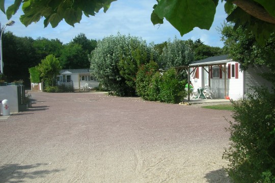 cupressus2