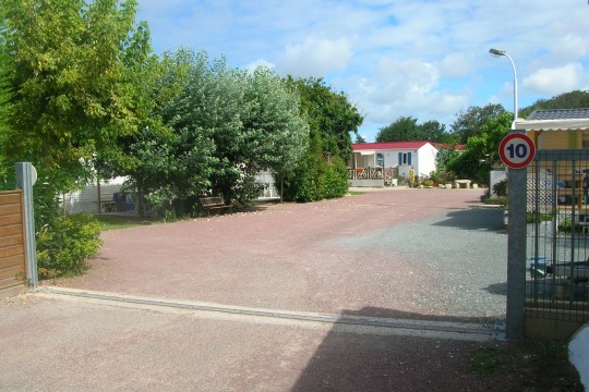 cupressus4